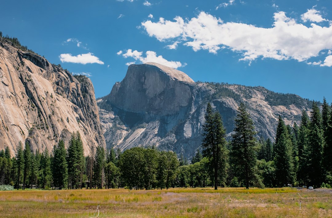 Half Dome rising behind pine trees and a broad grassy meadow in Yosemite Valley.